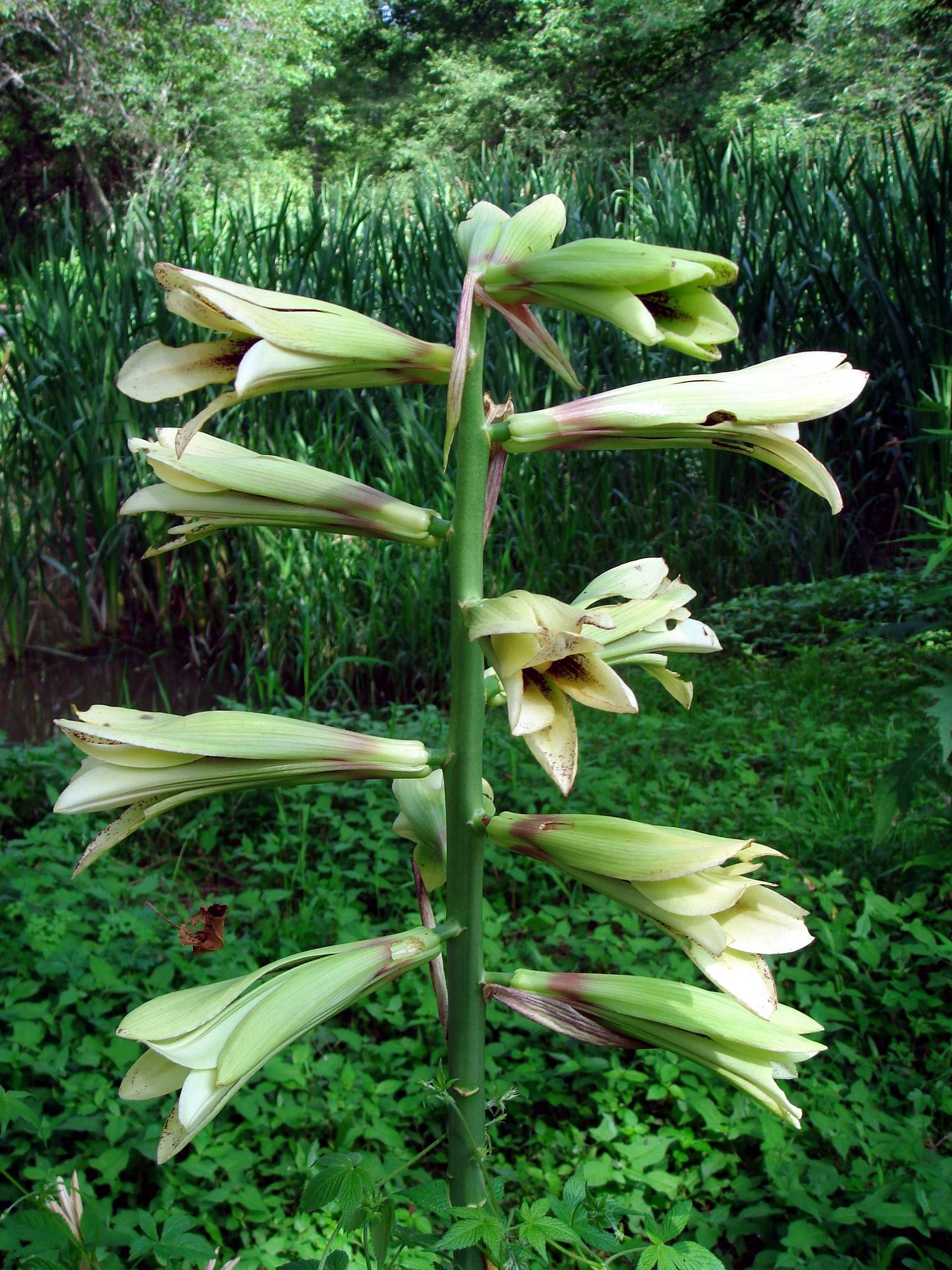 Cardiocrinum glehnii